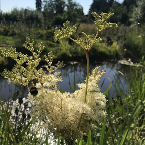 filipendula-ulmaria.jpg