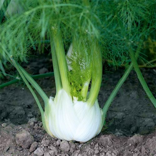 foeniculum-vulgare-antares.jpg