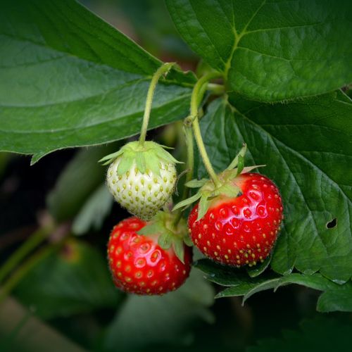 fragaria-x-ananassa-ostara.jpg