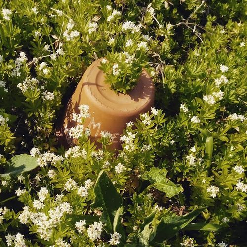 galium-odoratum.jpg