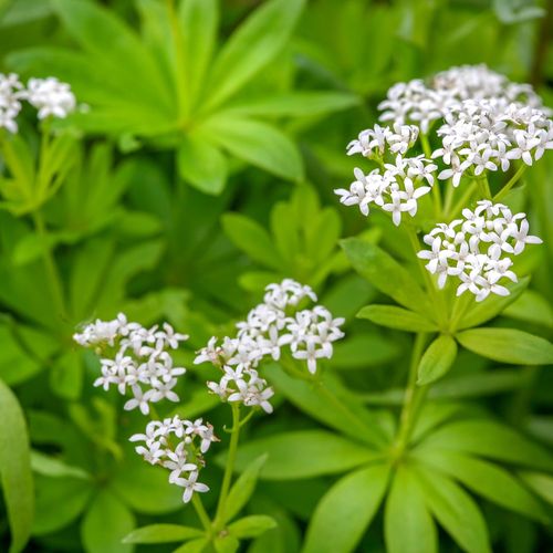 galium-odoratum_2.jpg