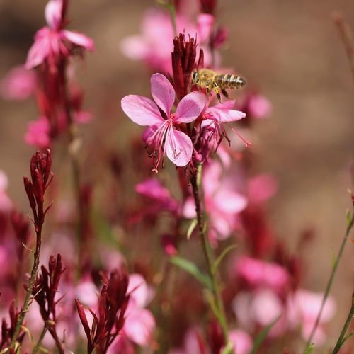 gaura-lindheimeri.jpg