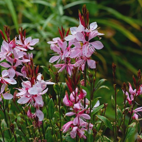 gaura-lindheimeri_2.jpg