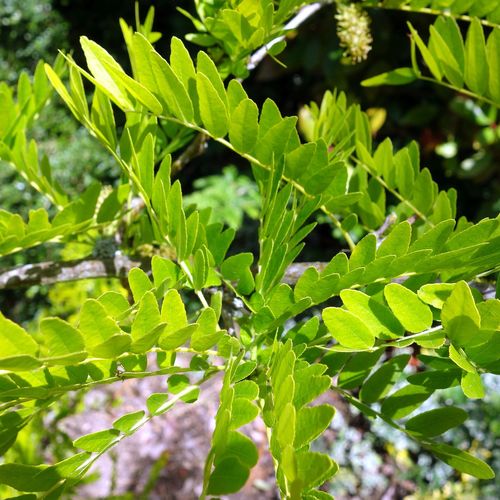 gleditsia-triacanthos-inermis_2.jpg