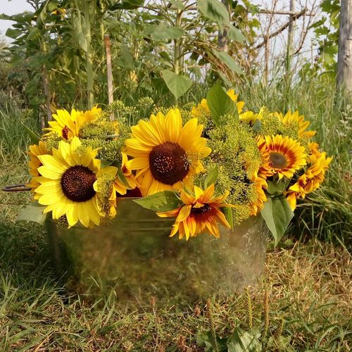 helianthus-annuus-la-torre.jpg