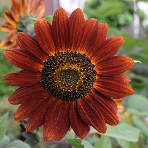 helianthus-annuus-velvet-queen.jpg