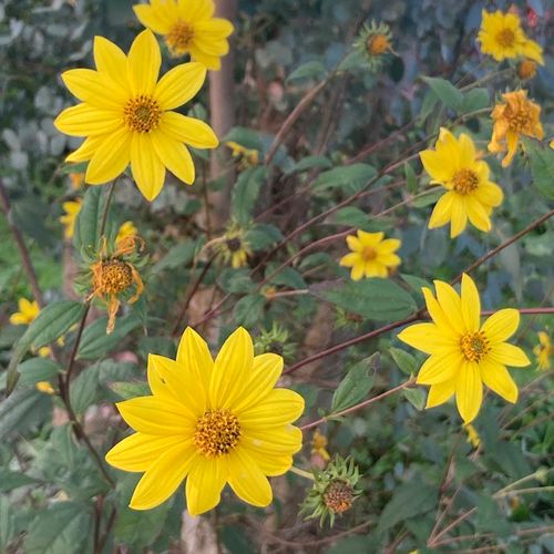 helianthus-microcephalus.jpg