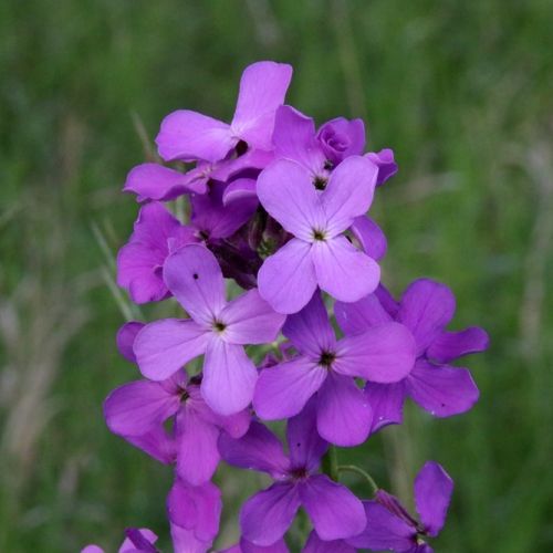 hesperis-matronalis.jpg