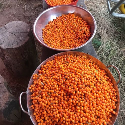 hippophae-rhamnoides-leikora_2.jpg