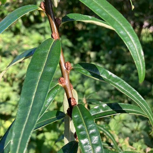hippophae-rhamnoides-pollmix.jpg