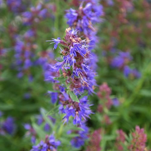 hyssopus-officinalis.jpg
