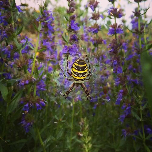 hyssopus-officinalis_2.jpg