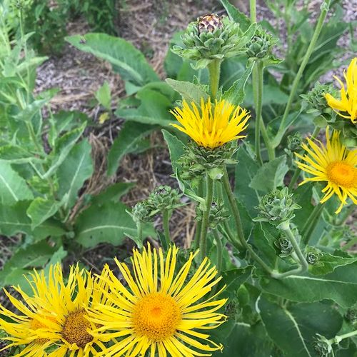 inula-helenium.jpg