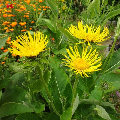 inula-helenium_3.jpg