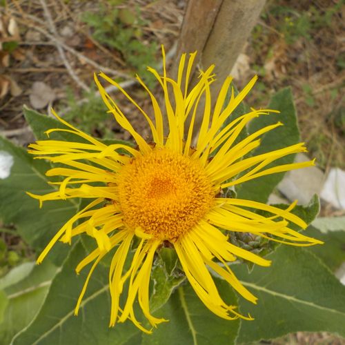 inula-magnifica.jpg
