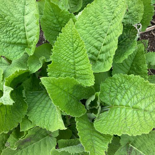 inula-magnifica_2.jpg