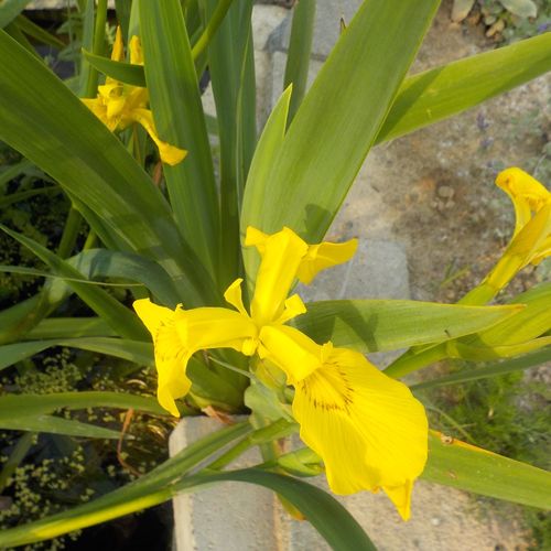 iris-pseudacorus.jpg