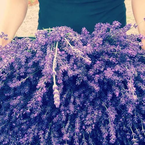 lavandula-angustifolia-impressa.jpg