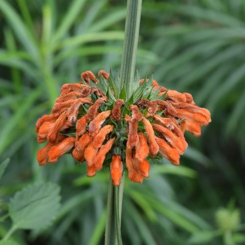 leonotis-leonurus.jpg