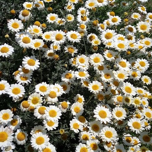 leucanthemum-vulgare.jpg