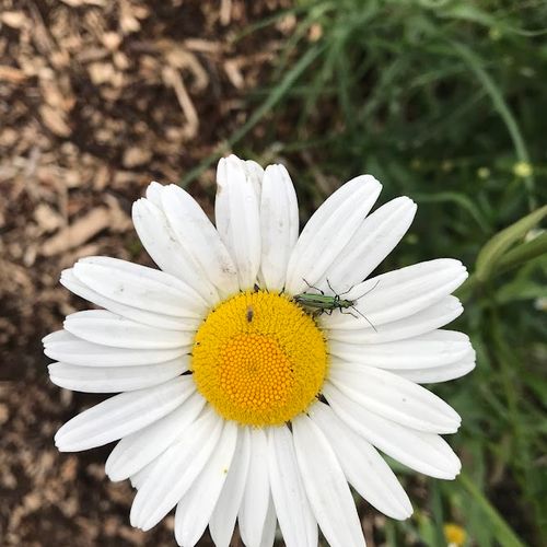 leucanthemum-vulgare_2.jpg