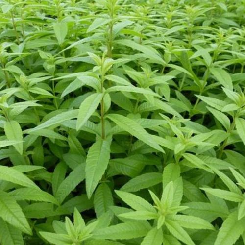 lippia-citriodora.jpg