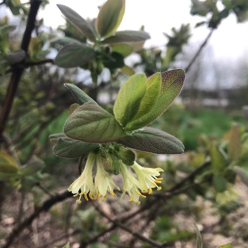 lonicera-caerulea-duet_2.jpg