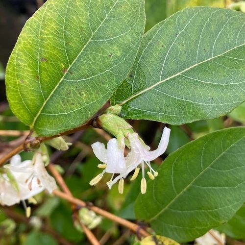 lonicera-fragrantissima.jpg