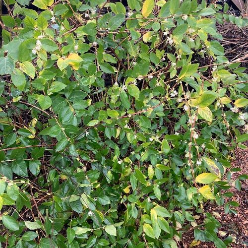 lonicera-fragrantissima_2.jpg