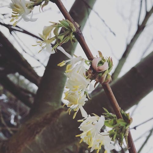 lonicera-fragrantissima_3.jpg