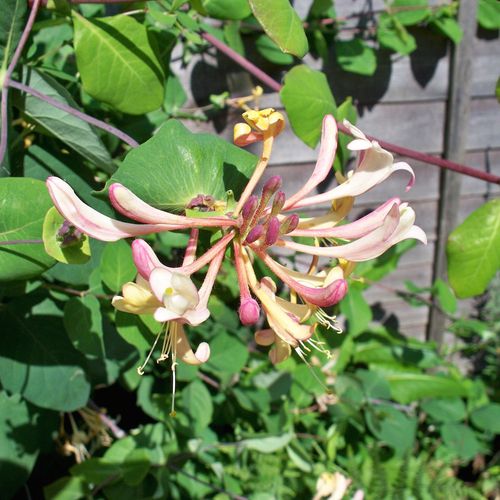 lonicera-periclymenum.jpg