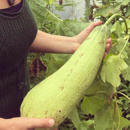 luffa-aegyptica.jpg