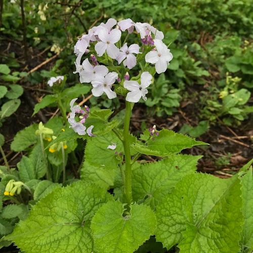 lunaria-rediviva_2.jpg