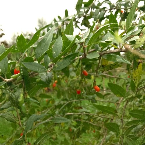lycium-barbarum-new-big.jpg