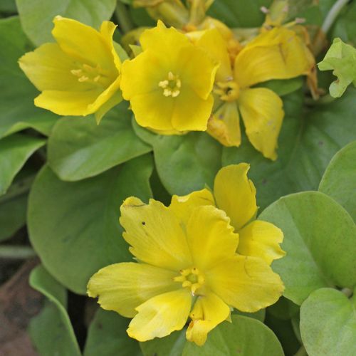 lysimachia-nummularia.jpg