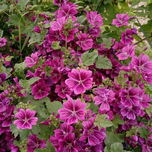 malva-sylvestris.jpg