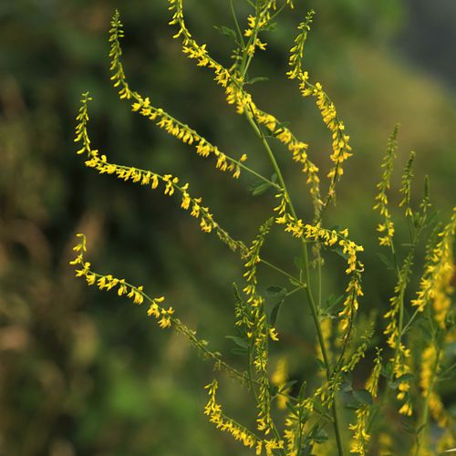 melilotus-officinalis.jpg