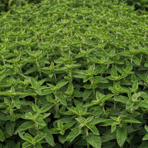 mentha-species-cassis_2.jpg