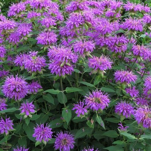 monarda-fistulosum.jpg