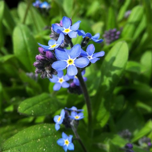 myosotis-alpestris.jpg