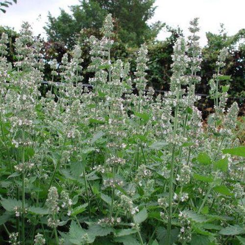 nepeta-cataria.jpg