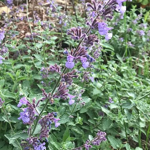 nepeta-x-faassenii.jpg