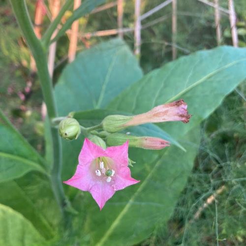 nicotiana-tabacum.jpg