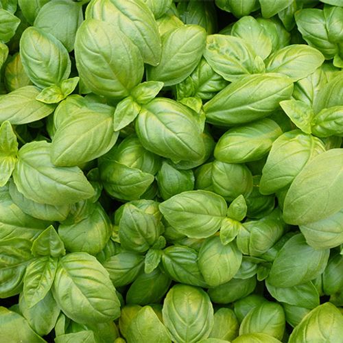 ocimum-basilicum-eleonora.jpg