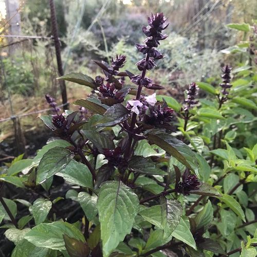 ocimum-basilicum-kaneel.jpg