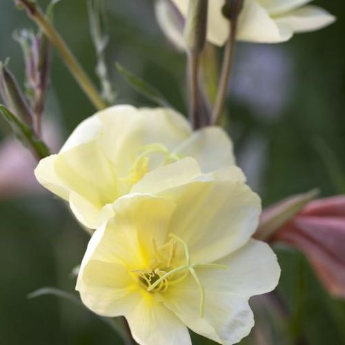 oenothera-odorata-apricot-delight.jpg