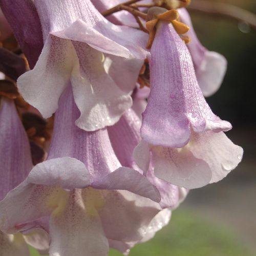 paulownia-tomentosa_2.jpg