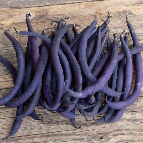 phaseolus-vulgaris-purple-teepee.jpg