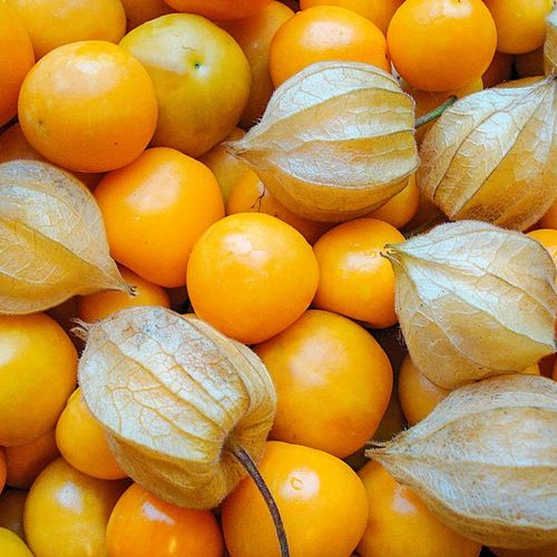 physalis-peruviana.jpg