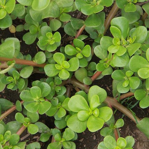 portulaca-oleracea-vert-dete.jpg